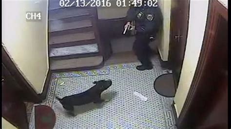 Dog fatally shot by Chicago officer during attack with another dog